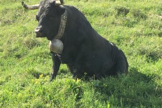 Avec les pluies, les terrains peuvent réserver quelques surprises (alpage de Pépinet sur le Haut-Plateau)
